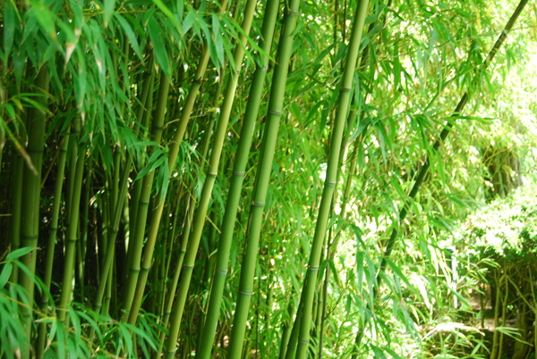 SCENERY Bamboo`BM 15